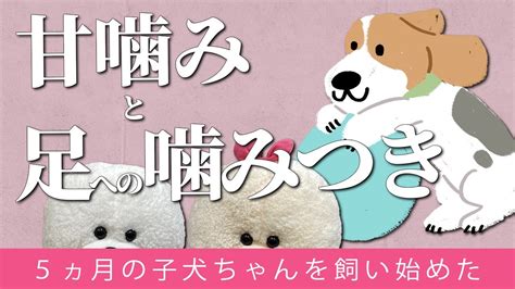 【犬のしつけ】生後5ヵ月の子犬甘噛みするし足を噛む【悩み相談ライブ切り抜き】 Youtube