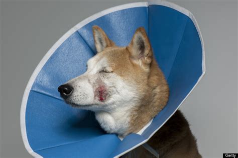 E-Collar Alternatives: 5 Pet-Friendly Substitutions For The Cone Of Shame | HuffPost