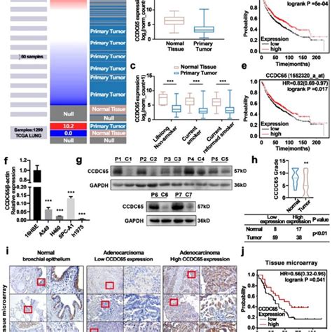 Ccdc65 Inhibited Urethane Induced Lung Carcinogenesis A The Mice