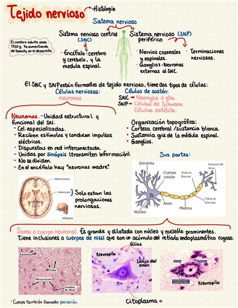 Notas de tejido nervioso histología Histología Studocu Tejido