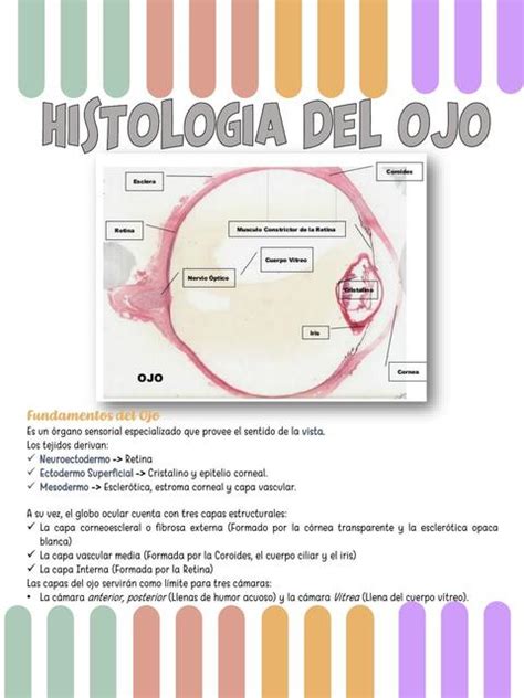 Histología del Ojo Carla Bustamante uDocz