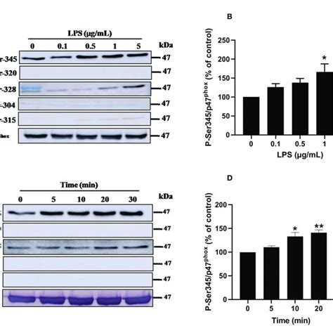 A Scheme Of The Involvement Of Pin1 And P47 Phox Phosphorylation In