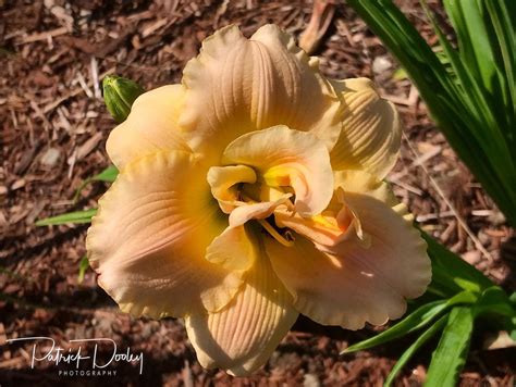 Peace On Earth Daylily Dooley Gardens