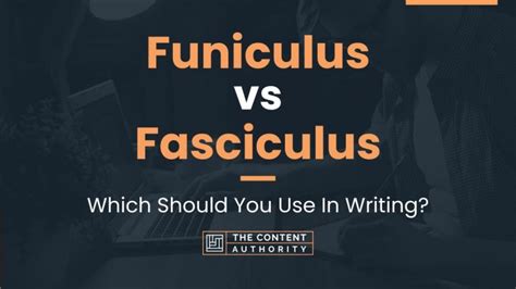 Funiculus vs Fasciculus: Which Should You Use In Writing?