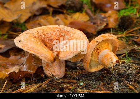 A Saffron Milk Cap Mushroom Lactarius Deliciosus Var Cf Areolatus