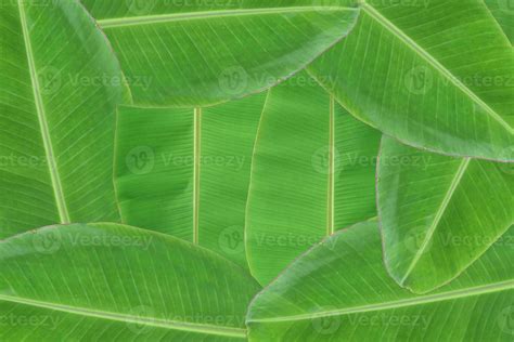 Banana Leaf Texture