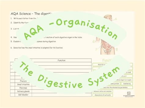 Aqa Organisation The Digestive System Teaching Resources