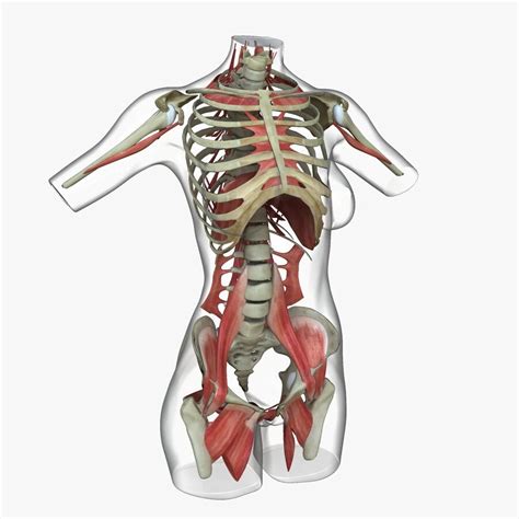 Female Torso Anatomy Diagram - nabsd