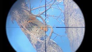 Flair Epic Squirrel Hunting With Pellet Gun Scope Cam Kill And