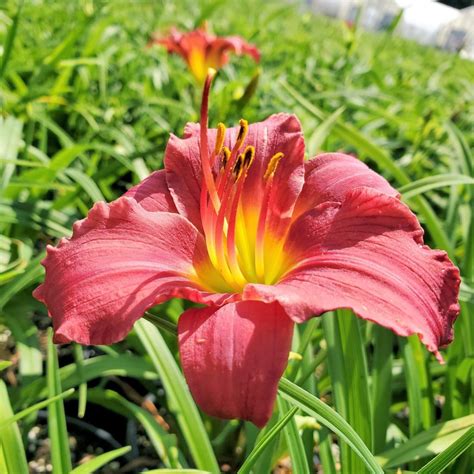 Hemerocallis ‘pardon Me Daylily Cavanos Perennials