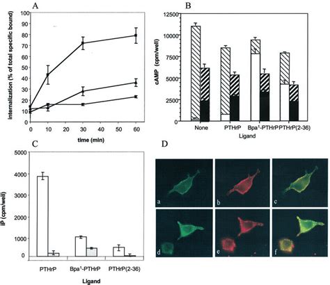 A Internalization Of Radiolabeled PTH 134 Bpa 1 PTHrP 136 And