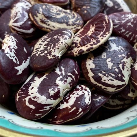 Christmas Lima Pole Bean Rare Heirloom 20 Seeds Etsy