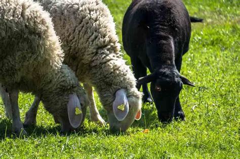 Lo que comen las ovejas lo que necesita saber sobre nutrición Vida