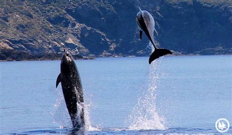 The Aegean Marine Life Sanctuary Archipelagos