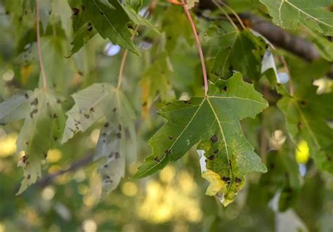 Black Spots on Maple Leaves? Here's What You Should Do