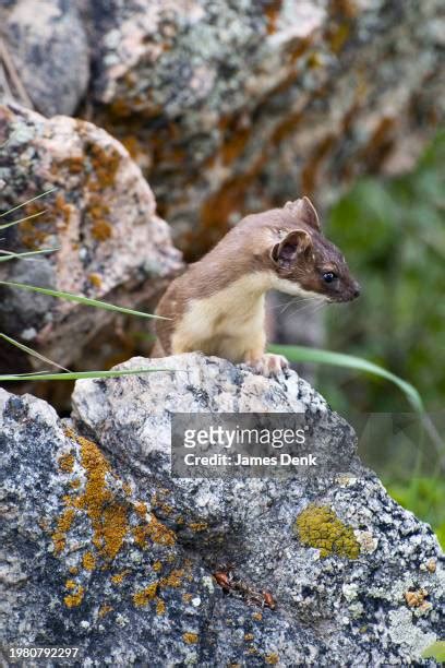 Long Tailed Weasel Photos And Premium High Res Pictures Getty Images