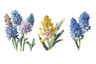 Watercolor Hyacinth Clipart Graphic By NKTKNS Creative Fabrica