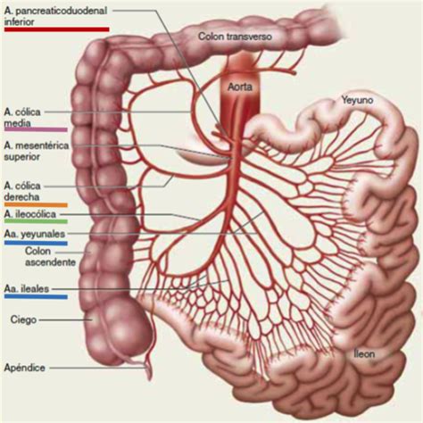 Fichas Intestino Grueso Quizlet