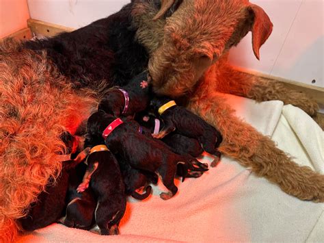 Airedale Terrier Puppies For Sale