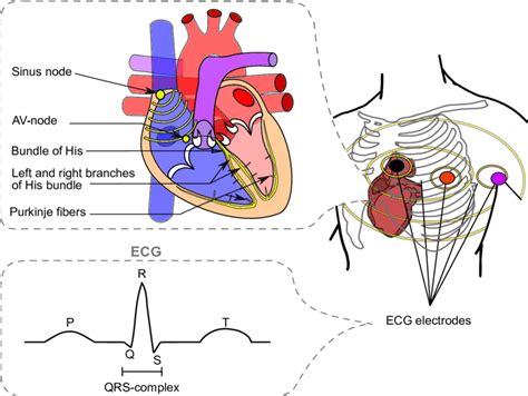 Heart Anatomy Electrical Pathway