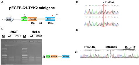 Frontiers A Missense Mutation Rs C G A Of Tyk Affects