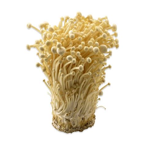 Fresh Enoki Mushrooms | Marx Foods