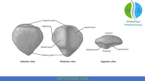 Patellofemoral Joint | OrthoFixar 2025