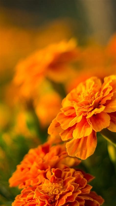 Wallpaper Orange flowers, marigolds 1920x1440 HD Picture, Image