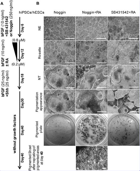 The Differentiation Of Induced Pluripotent Stem Cells HiPSCs Into