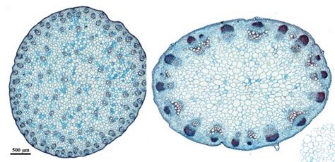 Monocot/Dicot Stem Cross Section: Epidermis, Vascular Bundles, Phloem ...