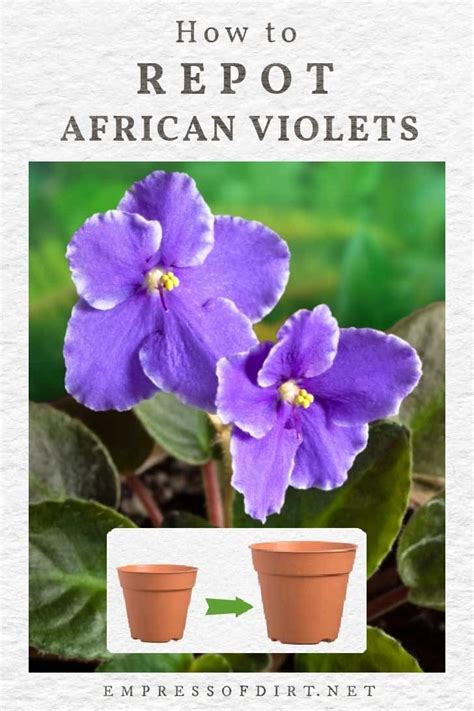 C Mo Trasplantar Las Violetas Africanas Emperatriz De La Suciedad