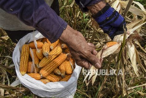 Kementan Bantu Benih Jagung Komposit Di Manokwari Republika Online