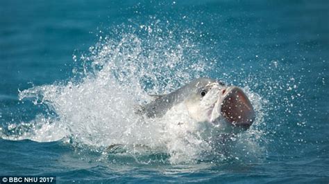 Blue Planet II: Giant trevally fish eats bird out of sky | Daily Mail ...