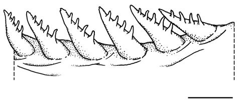 Anterior gill rakers on a portion of the ceratobranchial of the first ...