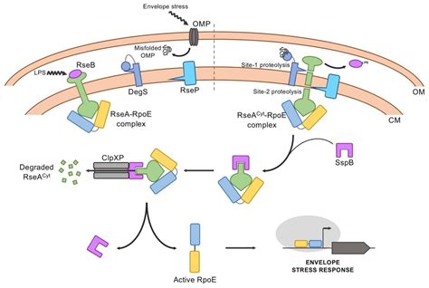 IJMS Free Full Text Extracytoplasmic Function σ Factors as Tools