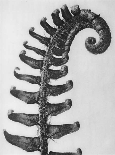 Karl Blossfeldt L A Noble Gallery