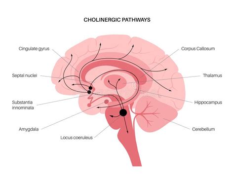 Acetylcholine Cholinergic Pathway Stock Vector Illustration Of Brain