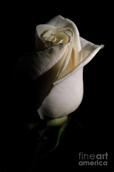 White Rose Low Key Minimal Botanical Nature Floral Photograph