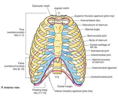 Costal Anatomy Definition - Anatomy Book