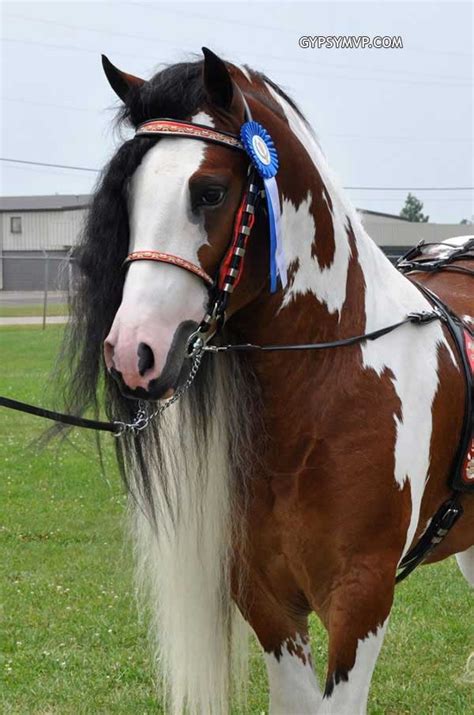 Gypsy Vanner Horses For Sale Stallion Bay And White Dazzling Bobby