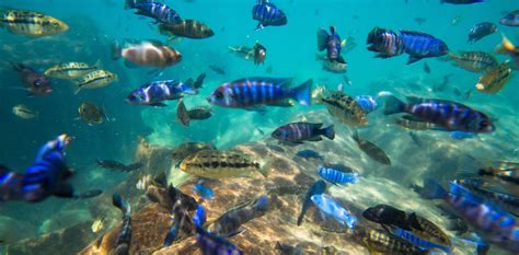 Lake Malawi is home to unique fish species. Nearly 10% are endangered