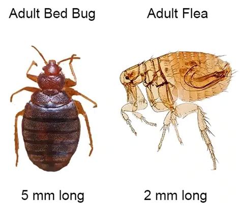 Bed Bug Vs Flea Bites