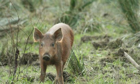 Tamworth pig - Lake District Wildlife Park