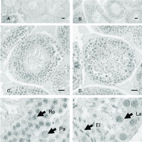 Immunohistochemical Staining Of Gse Protein In The Mouse Testis