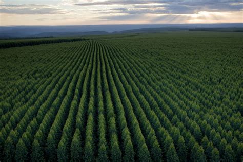 Pequenos Agricultores De Itamarandiba Poder O Plantar Hortali As Nas