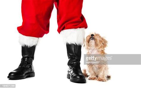 Shih Tzu Accessories Fotografías E Imágenes De Stock Getty Images