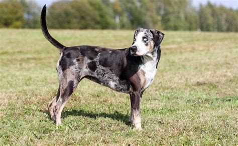 American Leopard Hound - Dog Breed Information, Photo, Care, History ...