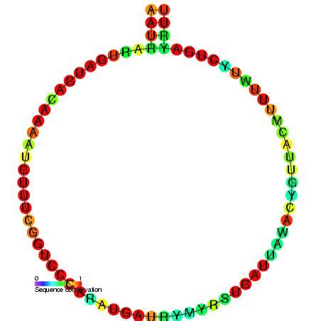 Difference Between snRNA and snoRNA | Definition, Features, Function