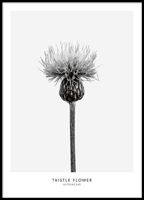 Poster with thistle flower, botanical print