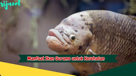 Manfaat Ikan Gurame Untuk Kesehatan Rahasia Hidup Sehat Dan Bugar